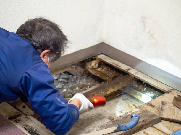 Best Mold Removal Near Me  in Dublin, CA