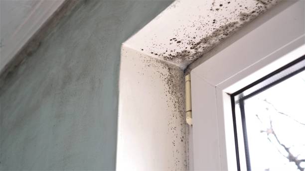Best Local Mold Removal Service  in Dublin, CA