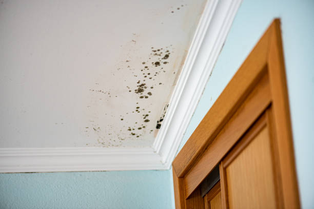 Reliable Dublin, CA Mold Removal Solutions