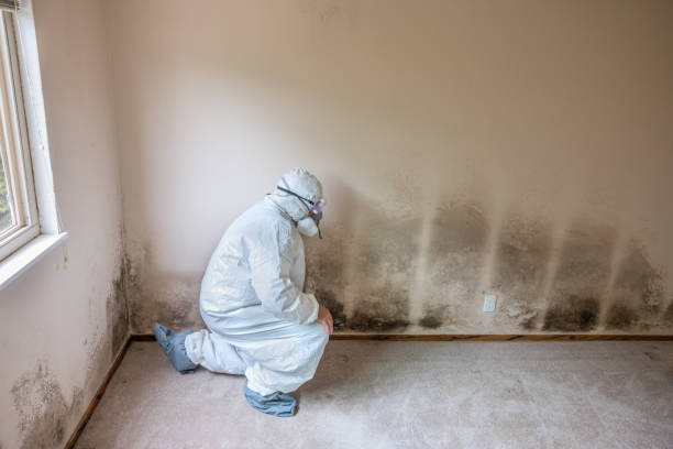 Best Black Mold Removal  in Dublin, CA