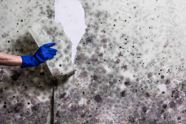 Office Mold Removal Services in Dublin, CA