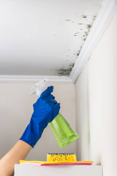 Best Residential Mold Removal  in Dublin, CA